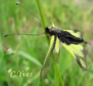 Ascalaphe libellule, Libelloides coccajus.