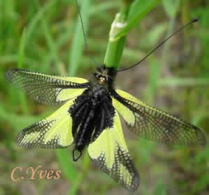Ascalaphe soufré, Ascalaphe libellule, Libelloides coccajus.