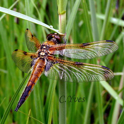Libellula quadrimaculata, Libellule à quatre taches.