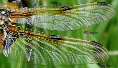 Libellule à quatre taches, Libellula quadrimaculata : détail des ailes.