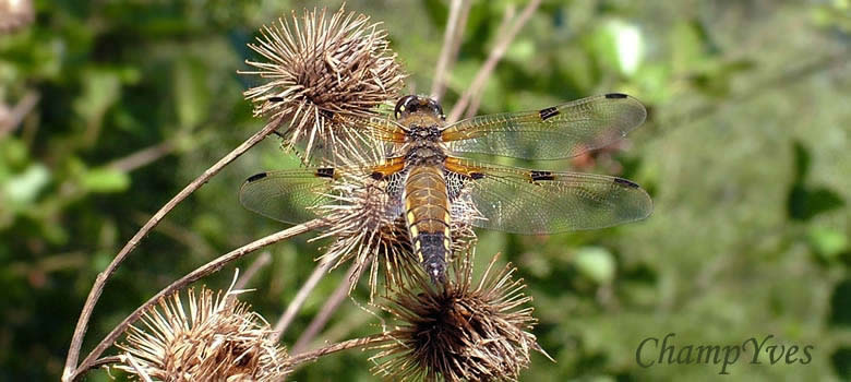 Libellula quadrimaculata, Libellule à quatre taches, Libellule quadrimaculée