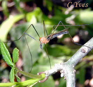 Limonia phragmitidis, Tipula tripunctata.