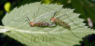 Limonia phragmitidis