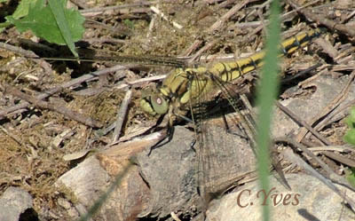 Orthetrum cancellatum
