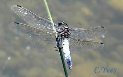 Orthetrum cancellatum