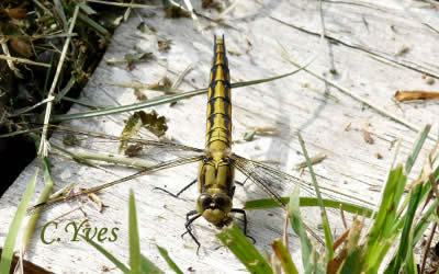 Orthetrum cancellatum