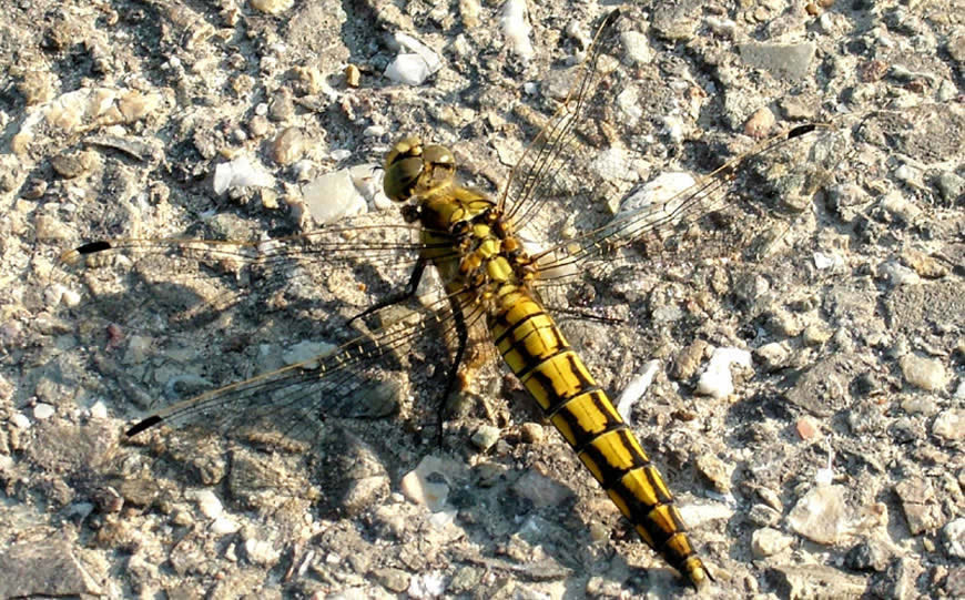 Orthetrum cancellatum, Orthétrum réticulé