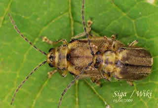 Pyrrhalta viburni