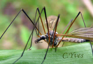 Tipula sp.