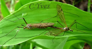 Tipula sp.