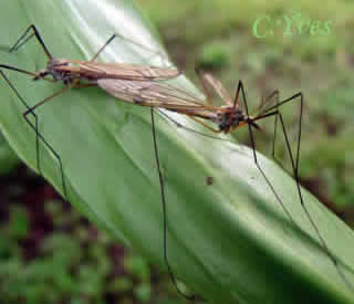 Tipula sp. in copula.