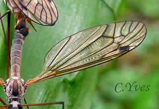 Tipule : Détail de l'aile.
