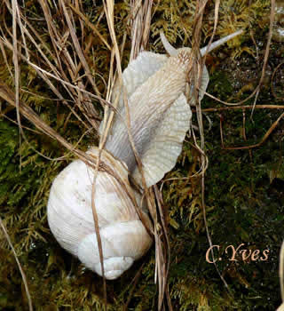 Helix pomatia