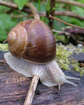 Helix pomatia, Escargot de Bourgogne, Escargot des vignes.