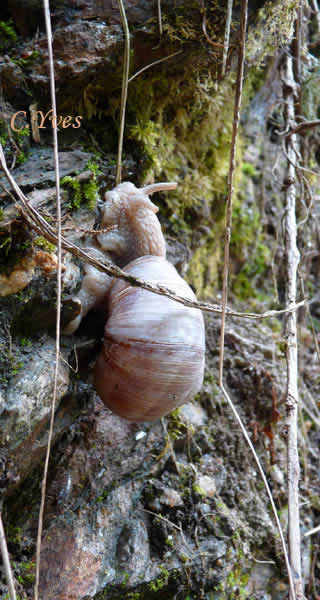 Oiceoptoma thoracicum