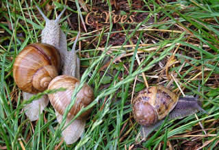 Helix pomatia et Helix aspersa 