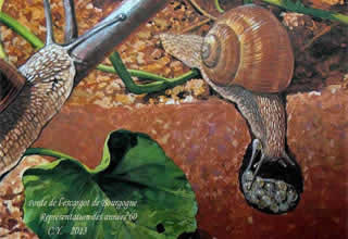 Helix pomatia