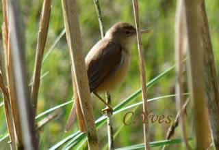 Rousserolle effarvatte, Acrocephalus scirpaceus.
