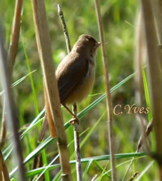 Rousserolle effarvatte, Acrocephalus scirpaceus, fauvette des roseaux.