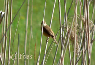 Rousserolle effarvatte, Acrocephalus scirpaceus, fauvette des roseaux, Cra-cra.