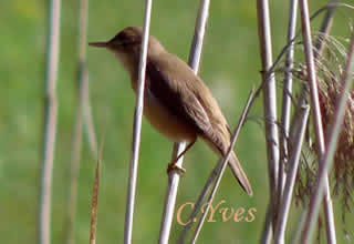 Rousserolle effarvatte, Acrocephalus scirpaceus.