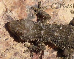 Tarentola mauritanica est un lézard, un gecko de 15 cm. La tête grossie est impressionnante ! Un petit croco.