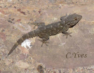 C’est au petit matin que l’on rencontre le plus souvent ce petit lézard prenant un bain de soleil ….