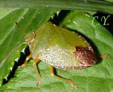 Palomena prasina, Punaise verte.