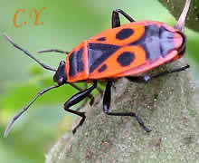 Pyrrhocoris apterus, Gendarme, Punaise rouge, Suisse