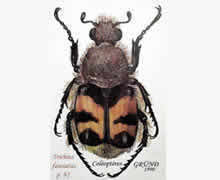 Trichius fasciatus