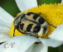 Trichius gallicus