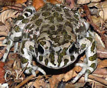 Bufo viridis, Crapaud vert.