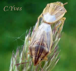 Aelia acuminata