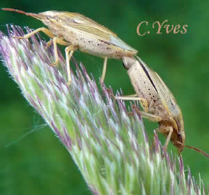 Aelia acuminata
