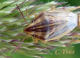 Aelia acuminata