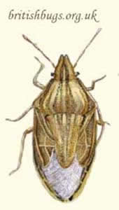 Aelia acuminata