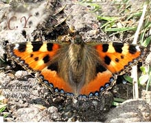 Aglais urticae