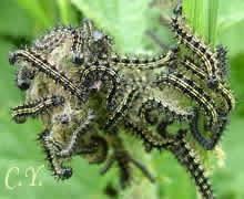 Aglais urticae