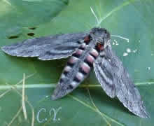 Sphinx du liseron