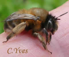 Anthophora plumipes, Anthophore plumeux, Anthophore à pattes plumeuses.