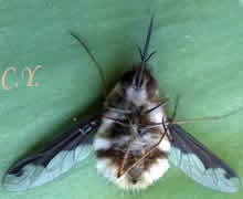 Bombylius major