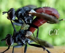 Cylindromyia bicolor