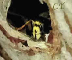 Dolichovespula saxonica