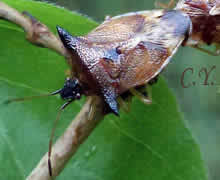 Elasmucha ferrugata