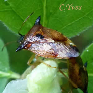 Elasmucha ferrugata