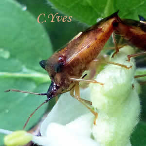 Elasmucha ferrugata