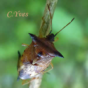 Elasmucha ferrugata