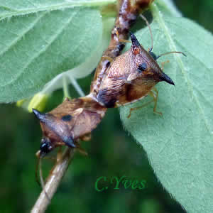 Elasmucha ferrugata
