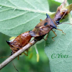 Elasmucha ferrugata