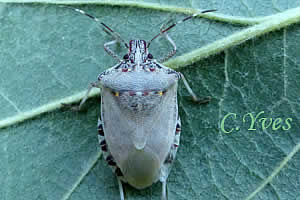 Chromatogénèse de Halyomorpha halys